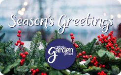 Christmas Berries 2025