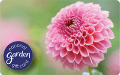 GC Dahlia