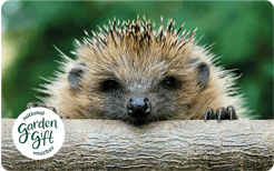 GC Hedgehog